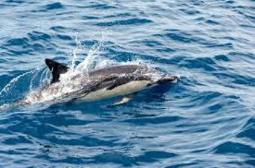 Tikapa Moana Whale & Dolphin Wildlife Cruise, Auckland Harbour